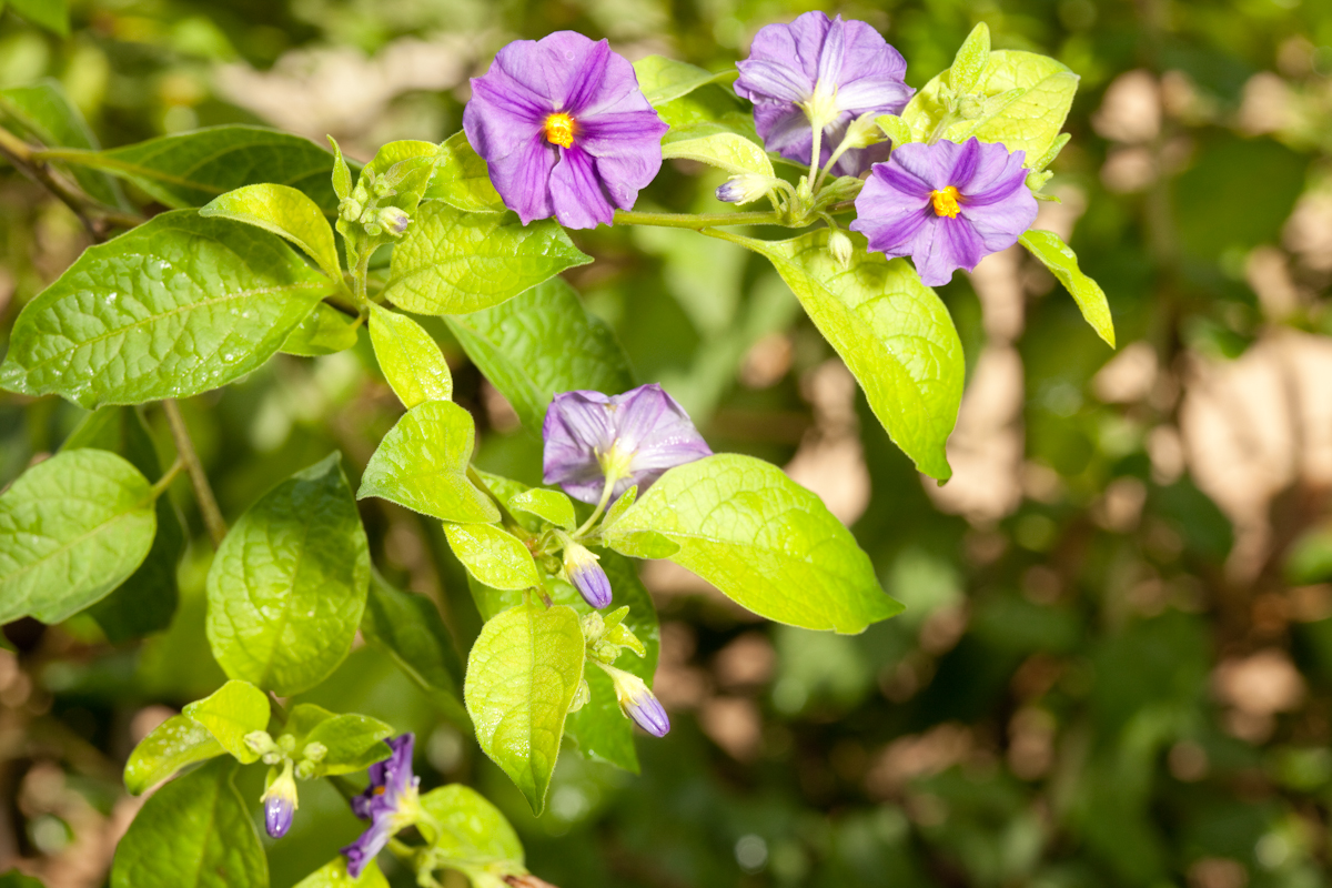 Lycianthes rantonnetii